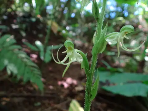 Foto dokumenter Habenaria ciliolaris
