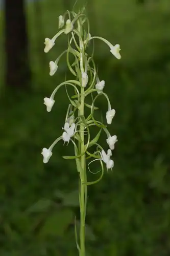 Foto dokumenter Habenaria commelinifolia