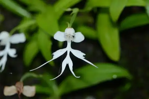 Foto dokumenter Habenaria crinifera
