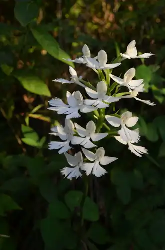 Foto dokumenter Habenaria dentata
