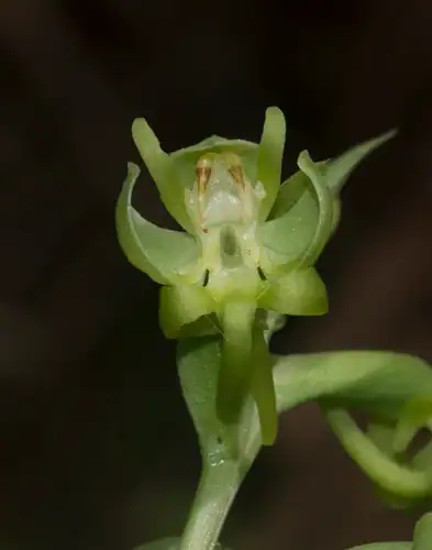 Foto dokumenter Habenaria digitata