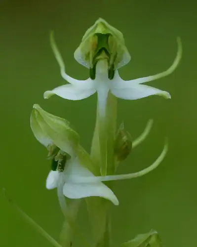 Foto dokumenter Habenaria diphylla