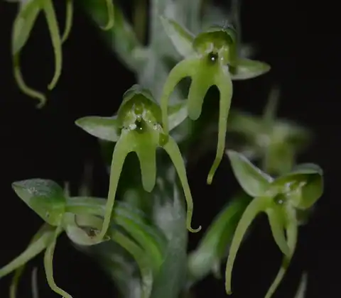 Foto dokumenter Habenaria furcifera