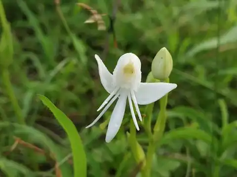 Foto dokumenter Habenaria grandifloriformis