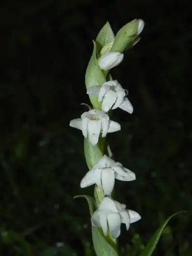 Foto dokumenter Habenaria heyneana