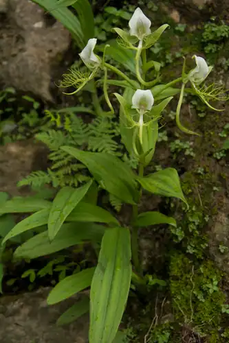 Foto dokumenter Habenaria intermedia