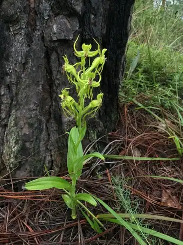 Foto dokumenter Habenaria jaliscana