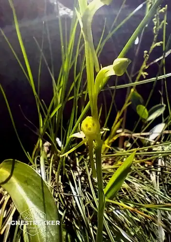 Foto dokumenter Habenaria leptoloba