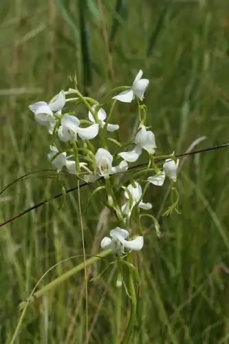 Foto dokumenter Habenaria linearifolia