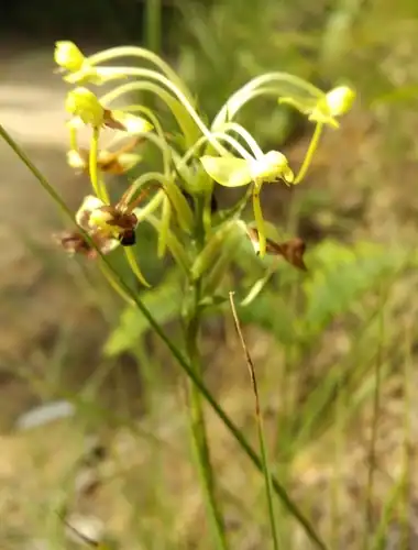 Foto dokumenter Habenaria linguella