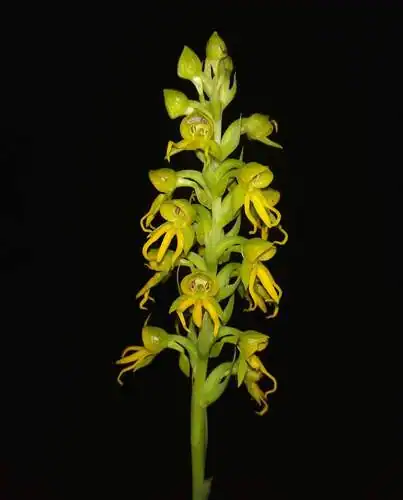 Foto dokumenter Habenaria marginata