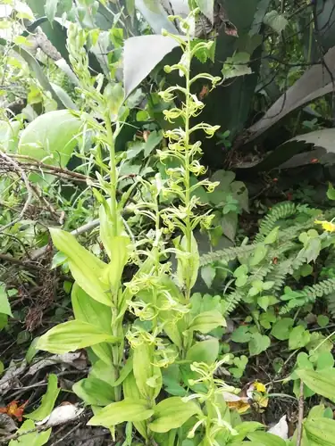 Foto dokumenter Habenaria novemfida