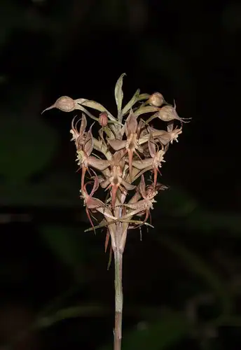 Foto dokumenter Habenaria stenopetala