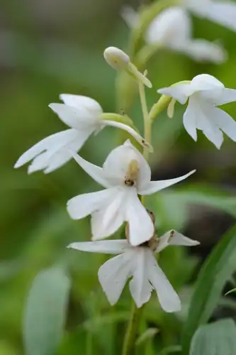 Foto dokumenter Habenaria suaveolens