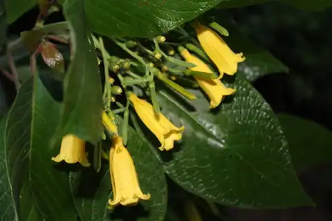 Foto dokumenter Hamelia xorullensis