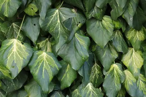 Foto dokumenter Hedera colchica