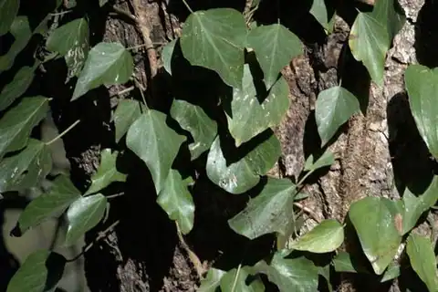 Foto dokumenter Hedera nepalensis