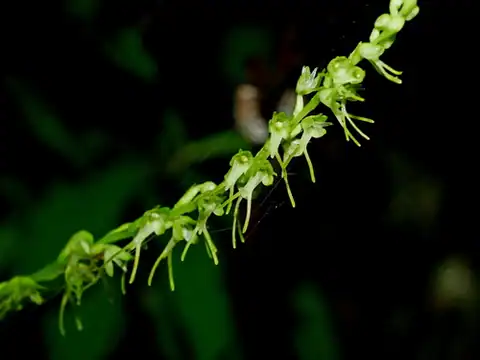 Foto dokumenter Herminium lanceum