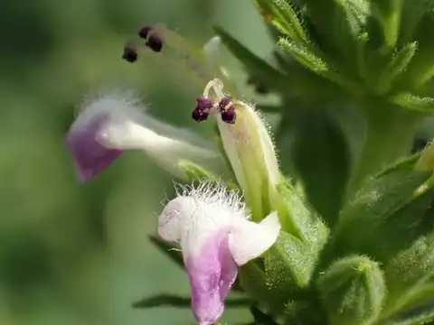Foto dokumenter Anisomeles indica