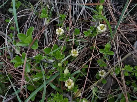 Foto dokumenter Himalrandia tetrasperma