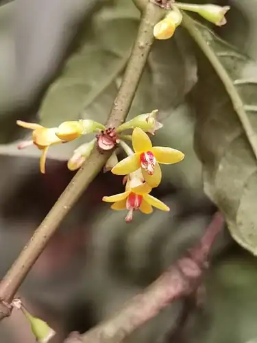 Foto dokumenter Hoffmannia psychotriifolia