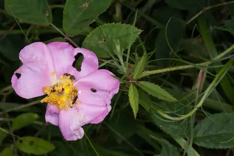 Foto dokumenter Rosa gallica
