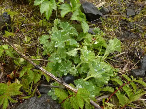 Foto dokumenter Alchemilla filicaulis