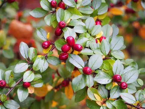 Foto dokumenter Cotoneaster divaricatus