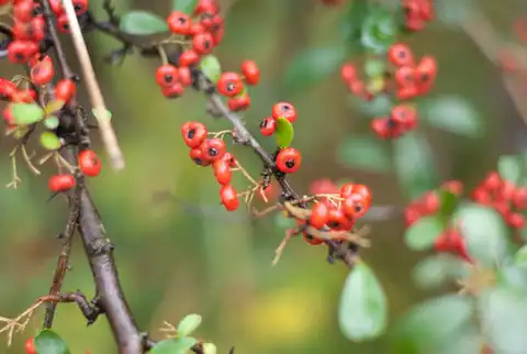 Foto dokumenter Pyracantha crenulata