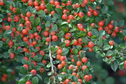 Foto dokumenter Cotoneaster horizontalis