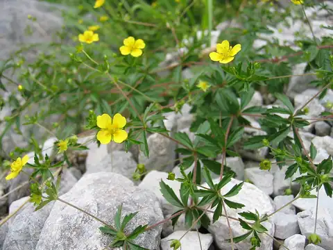 Foto dokumenter Potentilla erecta