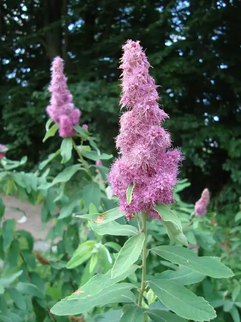 Spiraea douglasii, dicatat sumber sebagai Spiraea douglasii var. douglasii.