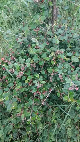 Foto dokumenter Cotoneaster dielsianus