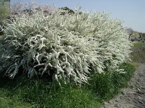 Foto dokumenter Spiraea thunbergii