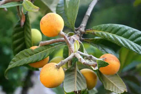 Foto dokumenter Eriobotrya japonica