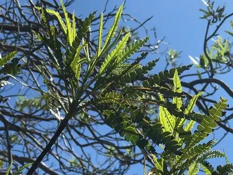Foto dokumenter Lyonothamnus floribundus