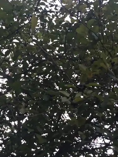 Foto dokumenter Crataegus gaylussacia