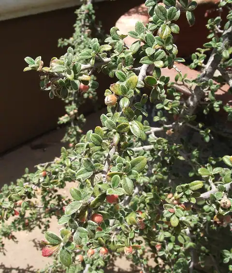 Foto dokumenter Cotoneaster glaucophyllus