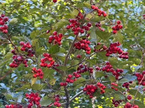 Foto dokumenter Crataegus kansuensis