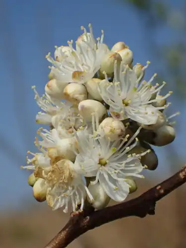 Foto dokumenter Symplocos paniculata