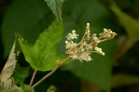 Foto dokumenter Filipendula vestita