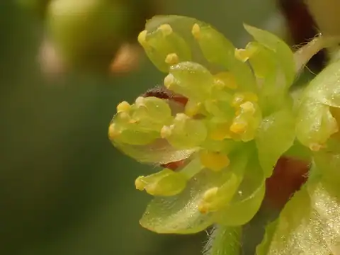 Foto dokumenter Lindera glauca