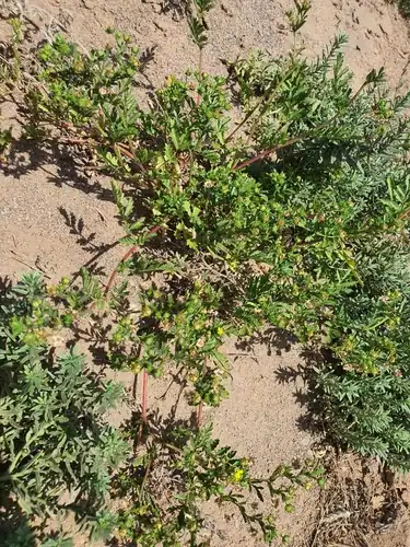 Foto dokumenter Potentilla desertorum
