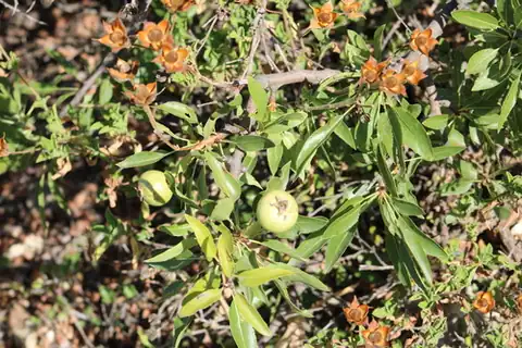 Foto dokumenter Pyrus syriaca