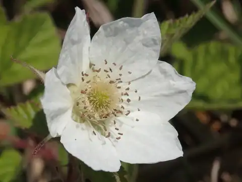 Foto dokumenter Rubus croceacanthus