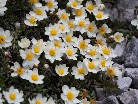 Foto dokumenter Dryas octopetala