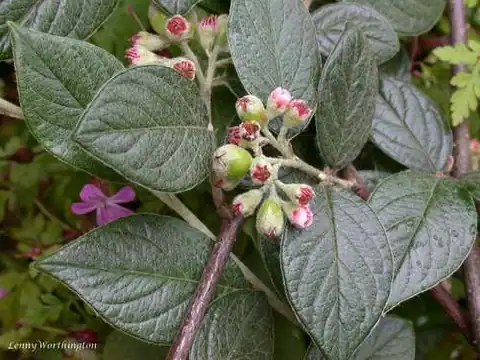 Foto dokumenter Cotoneaster sternianus