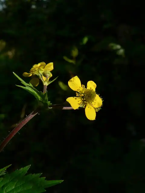 Foto dokumenter Geum macrophyllum