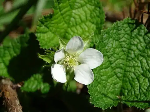 Foto dokumenter Rubus pectinellus