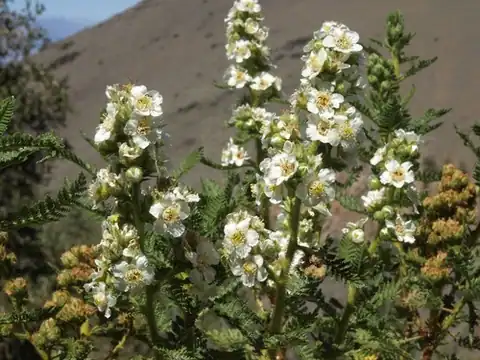 Foto dokumenter Chamaebatiaria millefolium